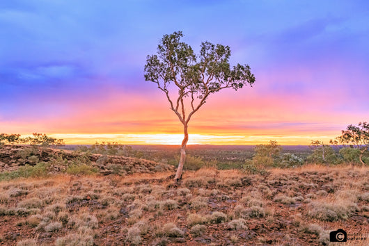 Round Hill Snappy Gum