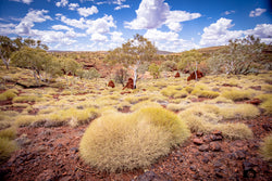 Karijini Spinifex