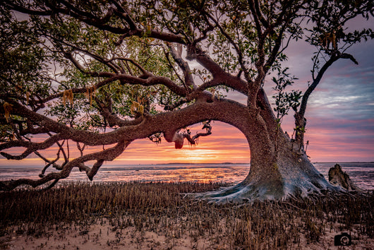 6 Mile Mangrove Sunrise