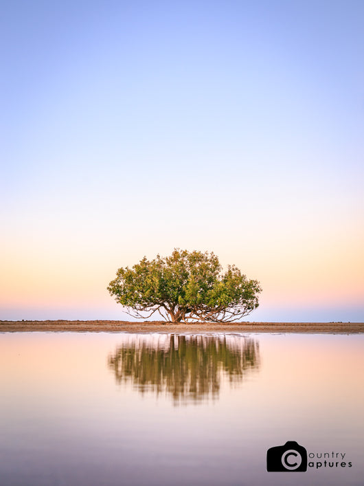 4 Mile Mangrove